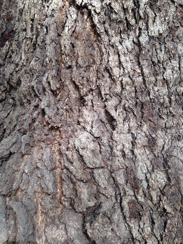 canyon live oak