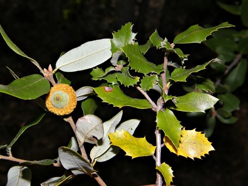 canyon live oak