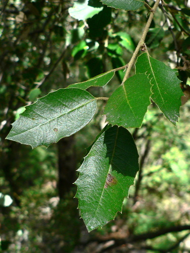 canyon live oak