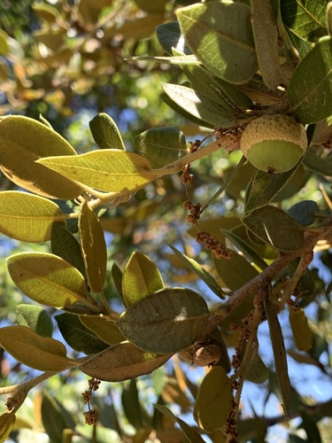 canyon live oak