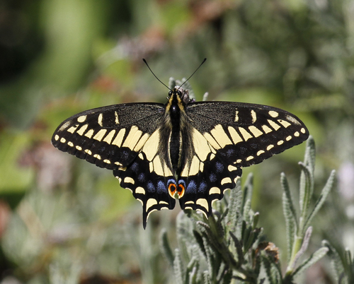 Anise Swallowtail