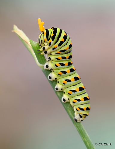 Anise Swallowtail