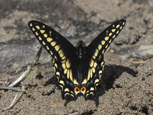 Anise Swallowtail