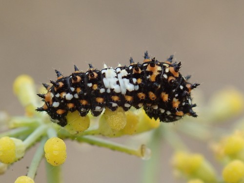Anise Swallowtail