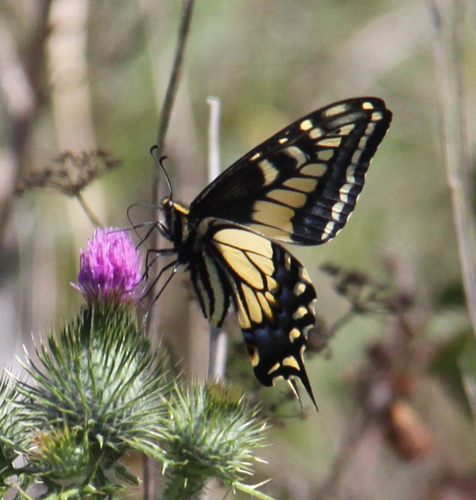 Anise Swallowtail