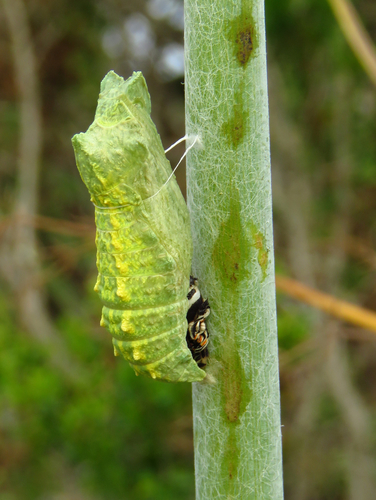 Anise Swallowtail