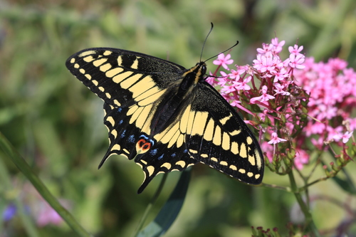 Anise Swallowtail