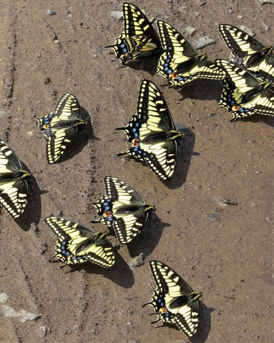 Anise Swallowtail