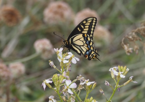 Anise Swallowtail