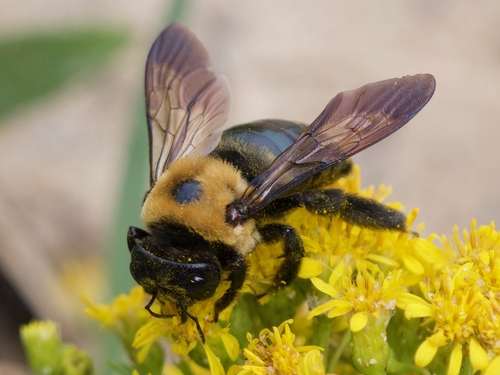 Eastern Carpenter Bee