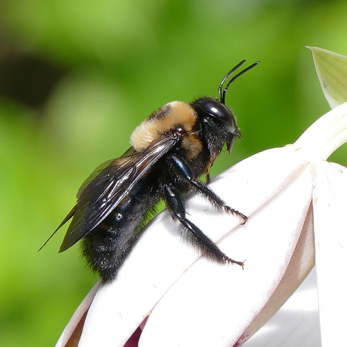 Eastern Carpenter Bee