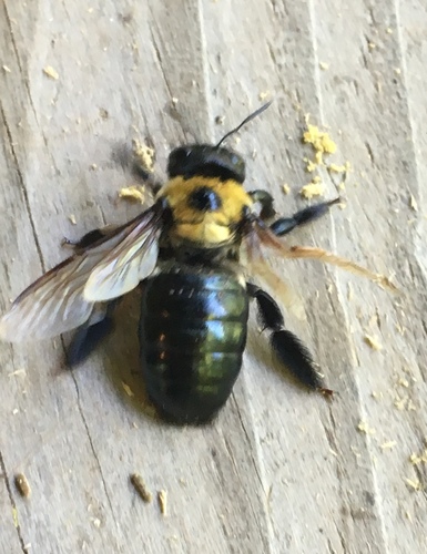 Eastern Carpenter Bee