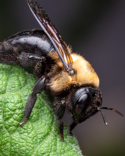 Eastern Carpenter Bee