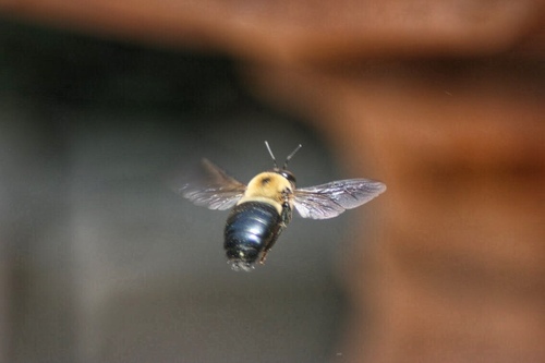 Eastern Carpenter Bee
