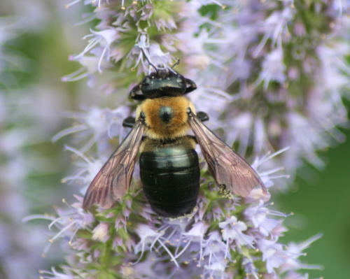 Eastern Carpenter Bee