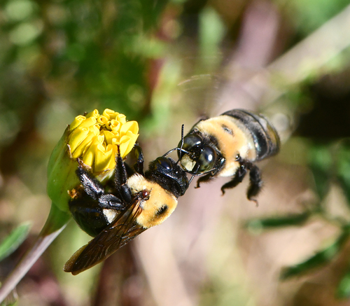 Eastern Carpenter Bee
