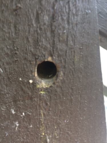 Eastern Carpenter Bee