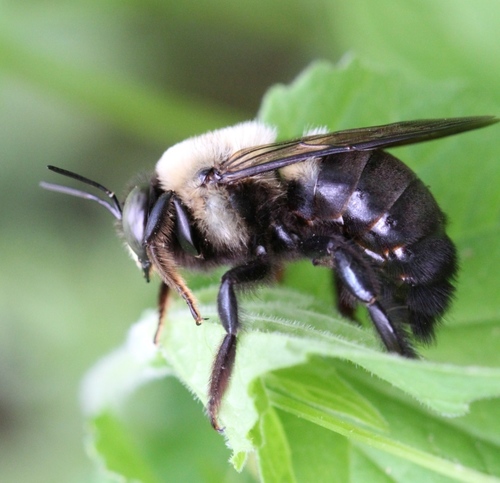 Eastern Carpenter Bee