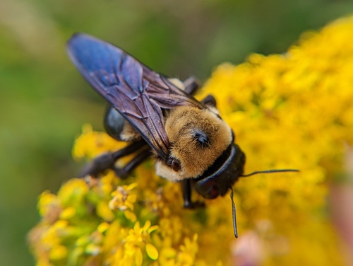 Eastern Carpenter Bee