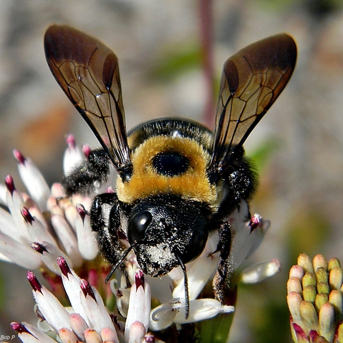 Eastern Carpenter Bee
