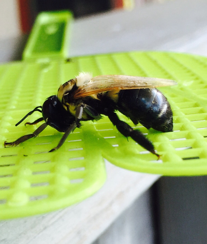 Eastern Carpenter Bee