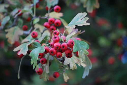 common hawthorn