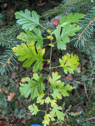 common hawthorn