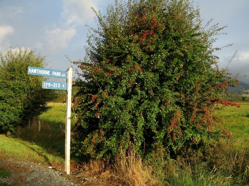 common hawthorn