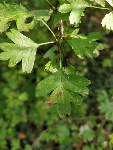 common hawthorn