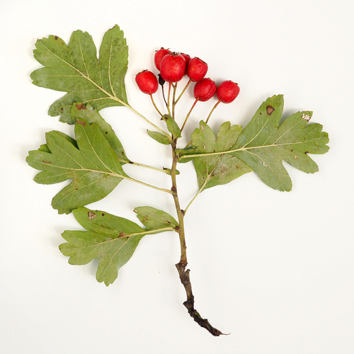 common hawthorn