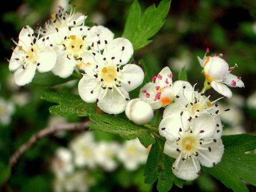 common hawthorn