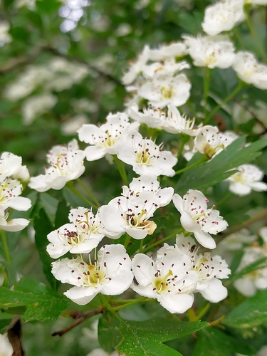 common hawthorn