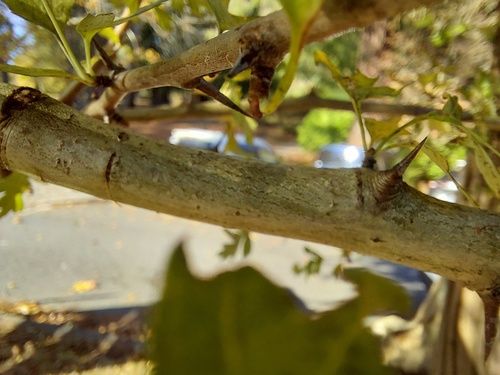 common hawthorn