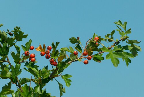 common hawthorn