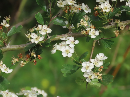 common hawthorn