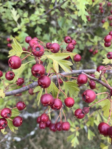 common hawthorn