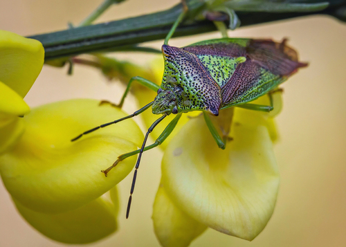 Hawthorn Shield Bug