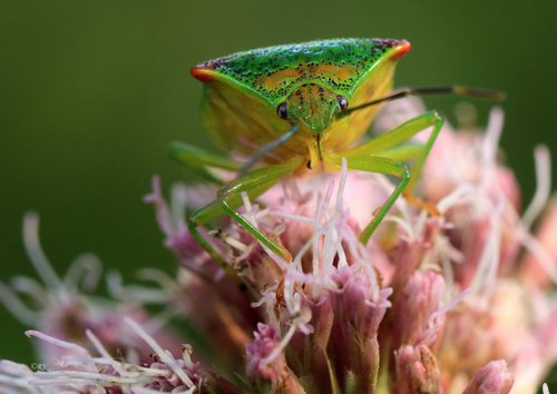 Hawthorn Shield Bug