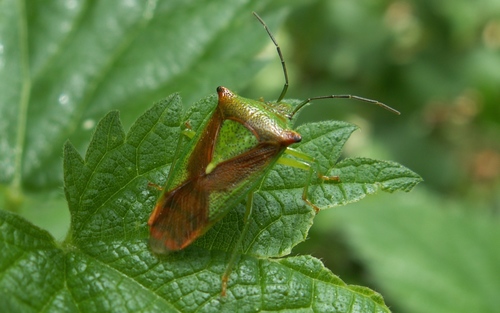 Hawthorn Shield Bug