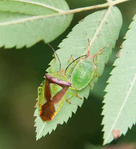 Hawthorn Shield Bug
