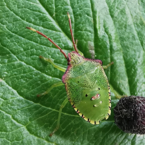 Hawthorn Shield Bug