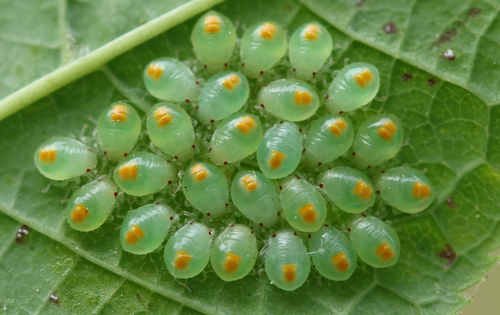 Hawthorn Shield Bug