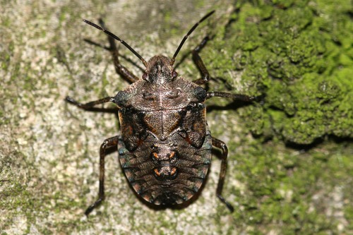 Forest Bug