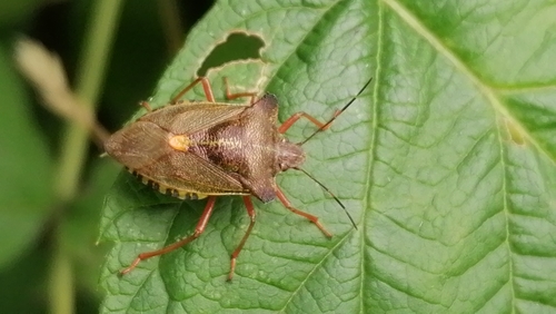 Forest Bug
