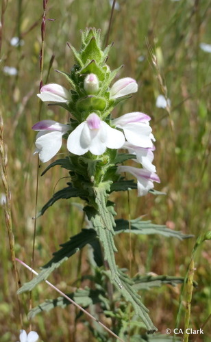 Mediterranean lineseed