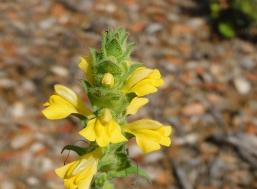 Mediterranean lineseed