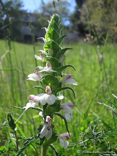 Mediterranean lineseed