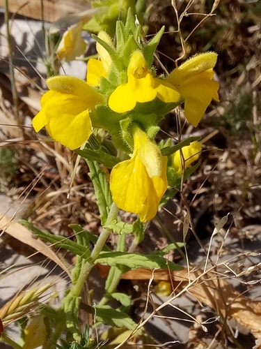 Mediterranean lineseed