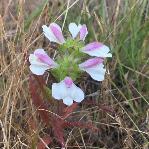Mediterranean lineseed