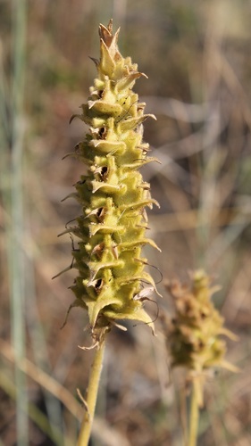 Mediterranean lineseed